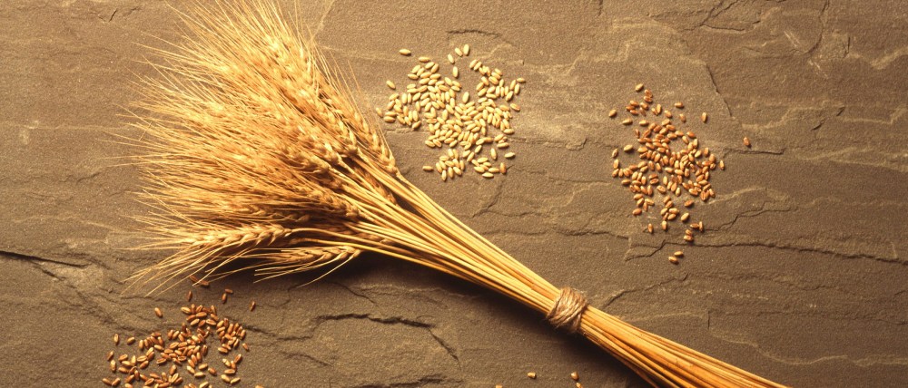 wheat